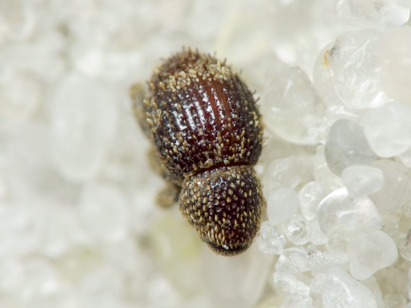 Acalles (Acalles) echinatus (Germar, 1824)